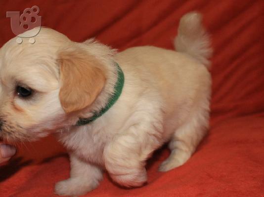 Havanese Bichon Πωλούνται κουτάβια